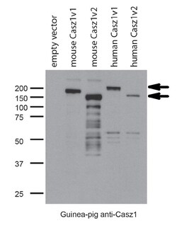 MilliporeSigma CASZ1, Guinea Pig, Unlabeled, Polyclonal, 100&mu;L; Unlabeled:Antibodies,